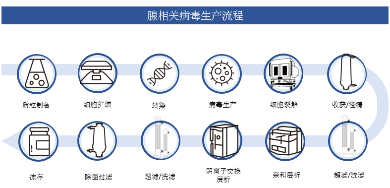 腺相关病毒