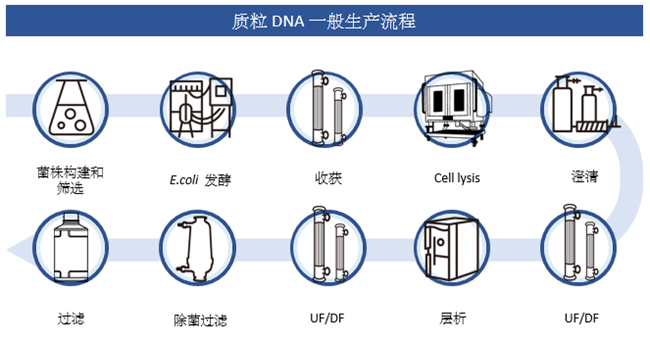 质粒 DNA