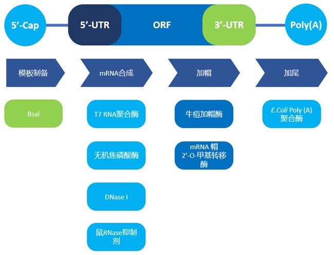 mRNA体外合成一站式解决方案