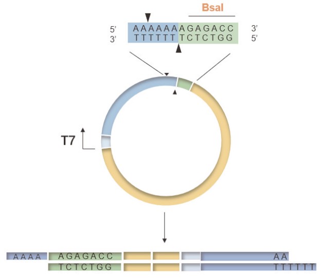 mRNA体外合成一站式解决方案