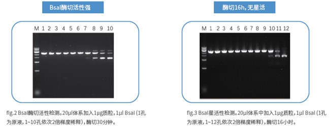 mRNA体外合成一站式解决方案