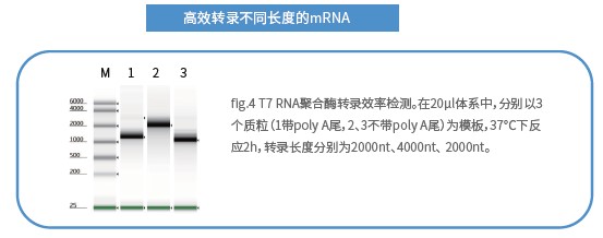 mRNA体外合成一站式解决方案