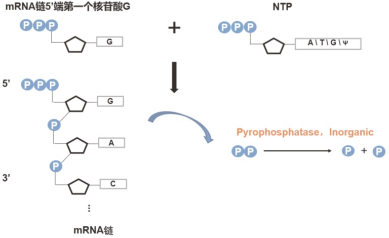 mRNA体外合成一站式解决方案