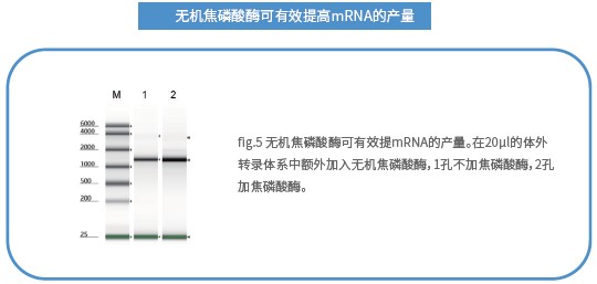 mRNA体外合成一站式解决方案