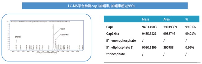 mRNA体外合成一站式解决方案