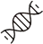 质粒DNA